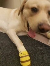 Calcetines antideslizantes para perros grandes, de algodón abrigado y suave, de punto, antideslizante, para interior