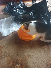 10Pcs Colorful Cats Ball Play Chew Scratch Training Toys Chase Ball for Kitten Play Disk