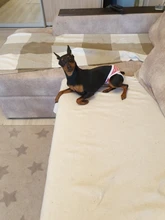 Pantalones cortos para perros para mujer, bragas para menstruación, bragas fisiológicas para mascotas, pañal sanitario lavable