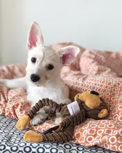 Juguetes con forma de Animal para perros pequeños y grandes juguete para morder, chirriante para cachorros, juguete interactivo para masticar, accesorios para mascotas