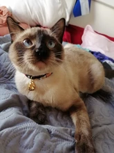 Collar de gato súper bonito estilo japonés Shiba Inu, Collar para perro mascota gato, accesorios para gato, Collar COLGANTE para gato