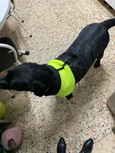 Jacket Puppy-Clothing Dog-Coat Dogs Golden-Retriever Waterproof Winter Pet-Vest Small