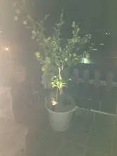 Spotlight Separately-Lamp Solar-Panel Garden-Tree Landscape Yard Warm T-SUNRISE 2 White