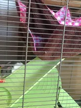 Hot Set Double Thick Plush Warm Bed Rat Hammock for Hamster House Hanging Nest Sleeping