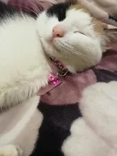 Collar NUEVOS COLLARES de nailon suave y colorido para gatos, Collar de nailon suave para gatos