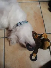 Juguetes con forma de Animal para perros pequeños y grandes juguete para morder, chirriante para cachorros, juguete interactivo para masticar, accesorios para mascotas