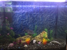 Aquarium-Decoration-Accessories Plant Water-Grass Fish-Tank Plastic Artificial NEW Narcissus