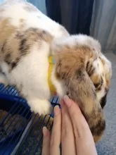 Collar de prevención de pulgas y garrapatas para perros y gatos, repelente de mosquitos, ajustable, accesorios para perros, 8 meses, novedad