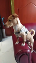 Arnés pequeño y mediano para perro, correa reflectante transpirable para el pecho, a cuadros, ropa para mascota Bichón, suministros de cadena para perro, chaleco estampado