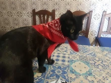 Pañuelo cuadrado de algodón para mujer, Bandana moderna de 55cm x 55cm para la cabeza, turbante Rock para niña, diademas para el cabello Accesorios