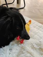 Pollo chillón de goma, bonita y divertida caricatura, Grande/cachorro interactivo, perro de juguete, Limpieza de dientes, Sm ll, juguetes para mascotas