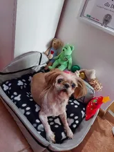 Plush-Cushion Puppy-Mat Pet-Bed Kennel Dogs Small Large Cute Cat Round Tyteps Warm