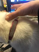 Puppy-Dog-Cat-Collar Engraved Bling Custom Personalized Pet-Dog Dogs Chihuahua Collars