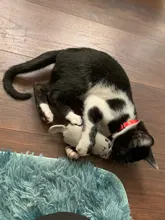 Juguete de hierba gatera con sonido de crujido para gatos, productos para mascotas, juguetes para gatos, dientes de molienda, almohada de felpa para pulgar, accesorios para mascotas