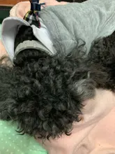 Dewel-Collar antipulgas y garrapatas para perros y gatos, accesorios impermeables, antipulgas, 8 meses de protección, repele los mosquitos