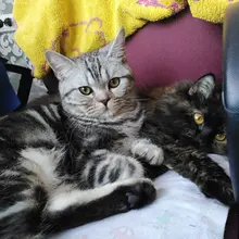 Peines para quitar el pelo de perros y gatos, herramientas de aseo, recortadora desmontable, accesorio, peines, suministros, Furmins