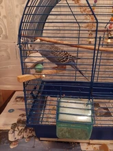 Periquito de piedra Molar de 4cm, juguete de cacatúa, Mineral, loro, boca, piedra de molienda, jaula de piedra, juguete