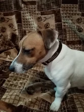 Pet-Id-Tags Collar Free-Engraved Customized Genuine-Leather Puppy-Nameplate Dog Adjustable