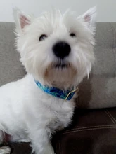 Collar personalizado para perros y gatos, collarín de nailon con grabado personalizado para identificación de mascotas, talla pequeña, mediana y grande