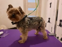 Dog-Leash-Rope Table Grooming-Loop for Bath Pet-Dog-Cat