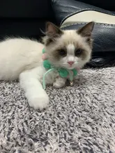 Bola de peluche de Collar para perros y gatos Collar dulce bufanda para perro lindo gatito accesorios Rosa correa para el cuello perrito con perla perro Pug Chihuahua