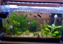 Termómetro Digital LCD para acuario, higrómetro, Detector de temperatura del acuario, suministros para mascotas, herramientas