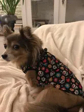 Chaleco para perros, ropa de dibujos animados, chaleco con Calavera, camiseta para perros y gatos, cachorro suave, ropa para perros, camiseta chaleco 2XS-5XL 25Q