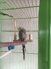 Columpio para aves de juguete soporte de percha de madera con cuentas para masticar, soporte para dormir, juguetes para pájaros periquitos C42