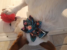 Collar de perro personalizado de Nylon etiqueta para la mascota perro Collar grabado cachorro gato ID Placa de etiqueta collares para perros pequeños medianos grandes