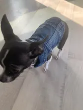 Chaqueta vaquera para perro, chaqueta vaquera azul con cara bonita, chaleco, ropa para cachorros, ropa de 6 tamaños