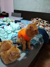 Ropa de gato para primavera y verano, chaleco estampado para mascotas a la moda, ropa divertida para gatos, 11C40S3