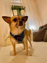 Arnés para perro o gato de nailon, arnés para perro o gato impreso, arneses para perros pequeños, chaleco para caminar para mascotas, correa para gatos, Bulldog Francés, Chihuahua, Yorkshire