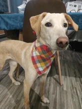 Bandanas de algodón para perro, bufanda de mascota grande, lazo lavable a cuadros, Collar, bufanda para perro y gato, accesorios grandes para perro