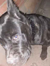 Dog-Collar Studded Spikes Pitbull Large Dog High-Quality Mastiff Big with Black Sharp