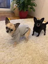 Winer-Ropa para Perro, Sudadera con capucha de diseño puro para gato y Perro, chaqueta para cachorro Chihuahau, Ropa para mascotas, Pug, novedad de 2020