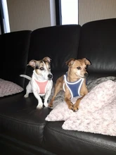 Dog-Harness Vest Leash Accesorios Small Reflective Adjustable Pandada with for Large