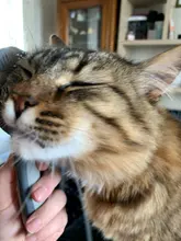 Peine automático para mascotas, cepillo eliminador de pelo Gato, peine para limpieza de belleza de perros, productos para mascotas