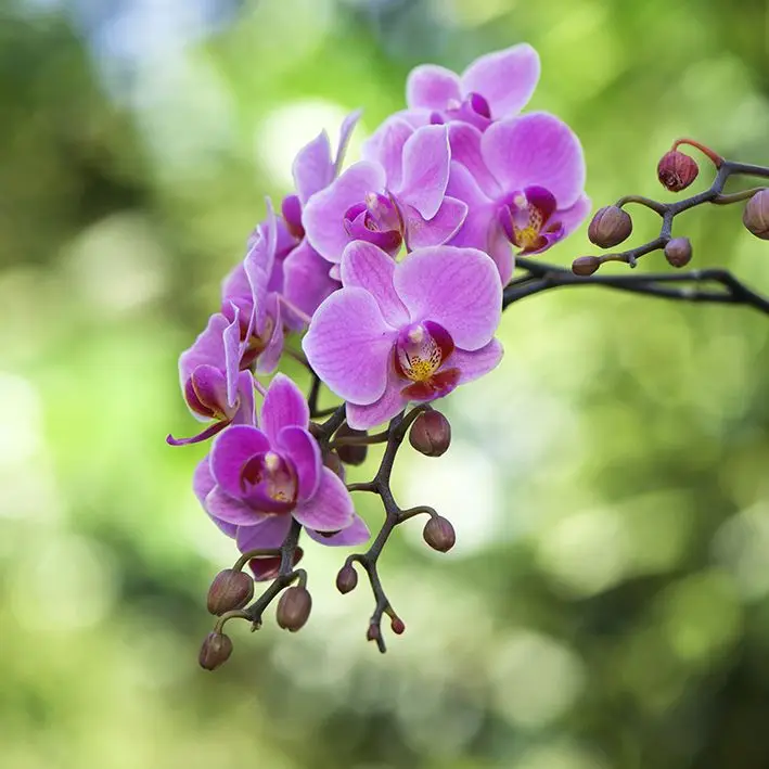Занавеска для душа фиолетовая сиреневая Орхидея цветы на зеленом становится