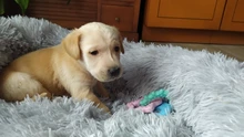Cama de perro caliente suave y larga de felpa, caseta redonda mullidas de gato, sofá, casa, cojín para dormir cómodo, lavable, para cachorro, Invierno