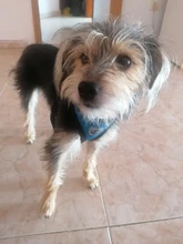 Breathable Mesh Small Dog Pet Harness and Leash Set Puppy Cat Vest Harness Collar For