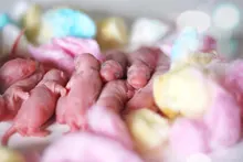 Hamster Cage-Accessories Balls Mini Small Nesting-Material Pet Warm Colorful Winter Cute