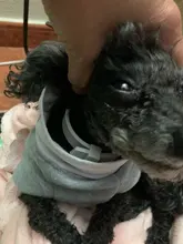 Dewel-Collar antipulgas y garrapatas para perros y gatos, accesorios impermeables, antipulgas, 8 meses de protección, repele los mosquitos