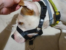 Collar de cabeza de entrenamiento para perros, arnés de nailon con cuello Halter, creativo, para todas las estaciones