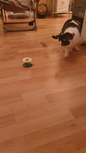 Lindo eléctrico rotatorio de mariposa pájaro perro gato gracioso juguetes juguete para rascar para gato pequeño perro gatos de inteligencia que contengan