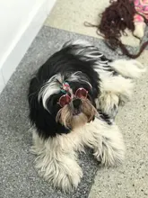 Gafas de protección contra el desgaste para perros y gatos adorables, productos para mascotas, protección contra el desgaste, gafas de sol, fotos, accesorios para mascotas, 1 ud.