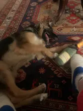 Squeaky-Toy Sounder Champagne Puppy Dog Labrador Beer Retriever for Cheese Smiling Elegant