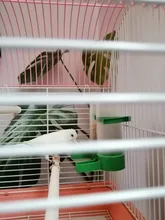 Alimentador de aves, bebedero para mascotas, Clip para equipo agrícola, tamaño: M, 4 unids/lote