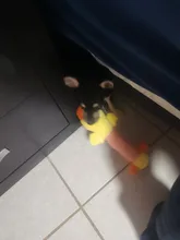 Juguete de peluche con sonido para perros Chihuahua Yorkie, juguete interactivo de entrenamiento para mascotas, 3 diseños