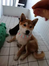 Bola de peluche de Collar para perros y gatos Collar dulce bufanda para perro lindo gatito accesorios Rosa correa para el cuello perrito con perla perro Pug Chihuahua