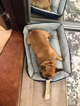 Cama de perro, sofá cama para perro grande, para perros pequeños, medianos, grandes, banco, tumbona, gato, Chihuahua, cama, perrera, suministros para casa de gatos y mascotas